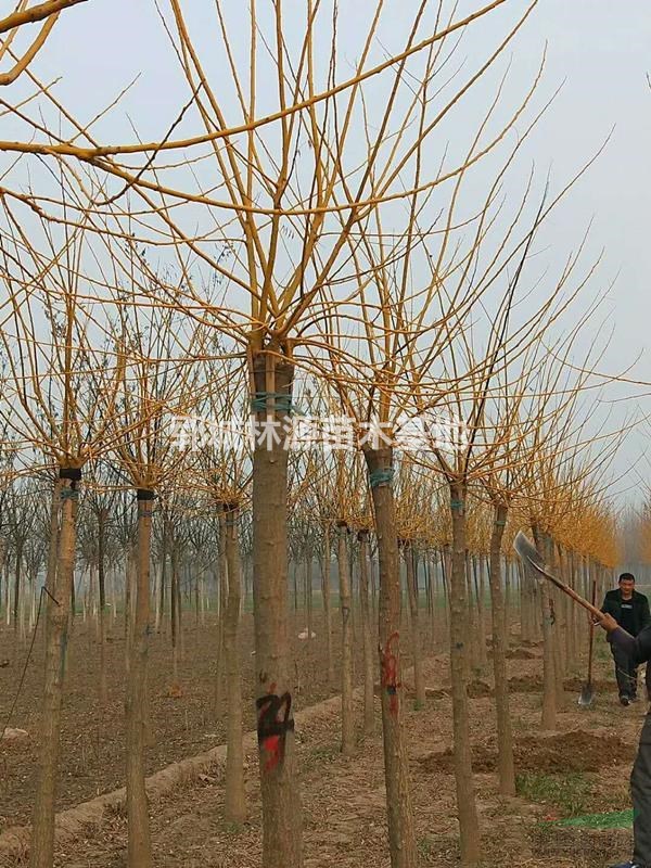 菏澤大小規(guī)格黃金槐供應/山東黃金槐基地/菏澤黃金槐小苗直銷