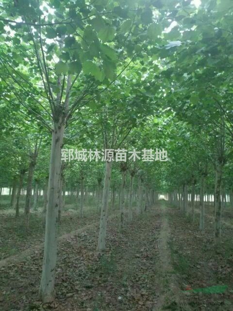 山東法桐直銷/菏澤法桐基地/法桐批量供應(yīng)