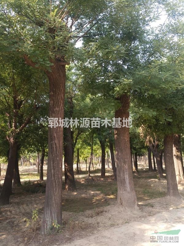 大國(guó)槐批量供應(yīng)/大國(guó)槐基地/大規(guī)格國(guó)槐基地