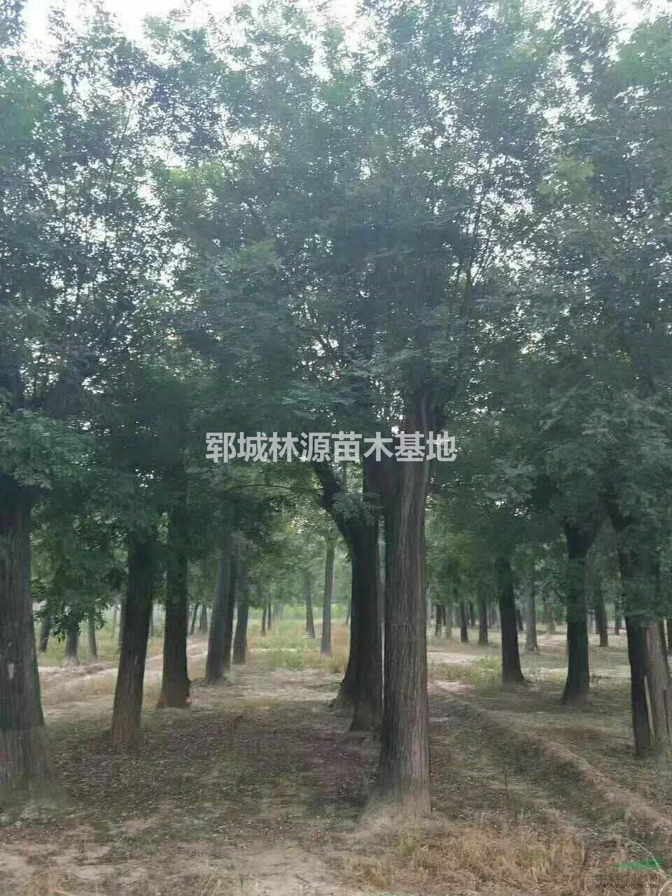 大國(guó)槐批量供應(yīng)/大國(guó)槐基地/大規(guī)格國(guó)槐基地