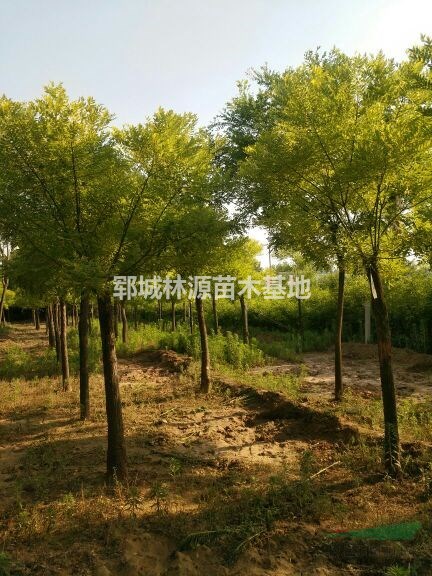 批量國槐行道樹供應/山東國槐行道樹價格
