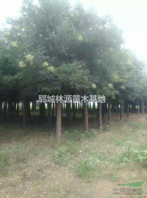 批量國槐行道樹供應/山東國槐行道樹價格