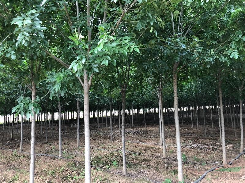 陜西地區(qū)供應(yīng)米徑8至10公分國槐、白蠟