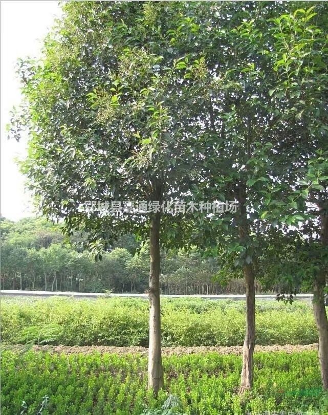 最新大葉女貞  價格  圖片  產(chǎn)地報價表
