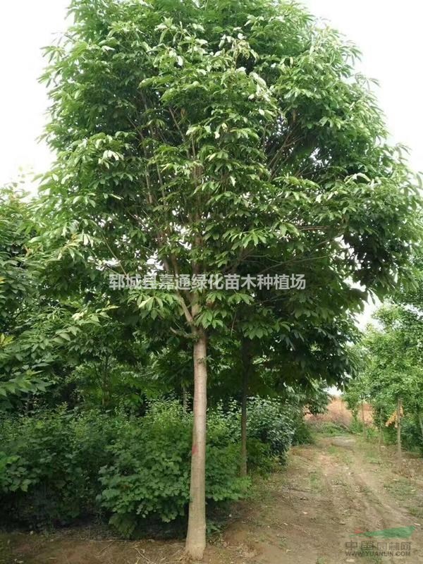 大葉女貞   大葉女貞大面積種植   大葉女貞最新報(bào)價(jià)