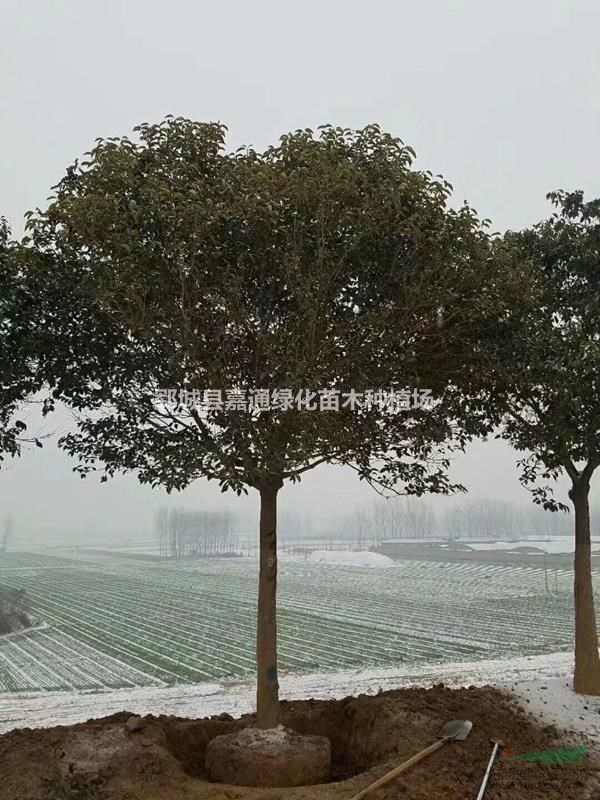 大葉女貞   大葉女貞大面積種植   大葉女貞最新報(bào)價(jià)