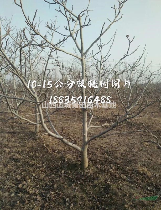 一株8公分核桃樹多少錢？一棵8公分核桃樹價(jià)錢？占地核桃樹產(chǎn)地