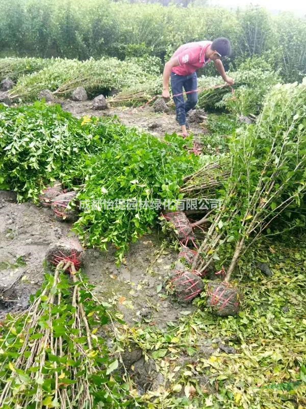 木槿花種植基地   木槿花哪里貨好    木槿花哪里貨便宜