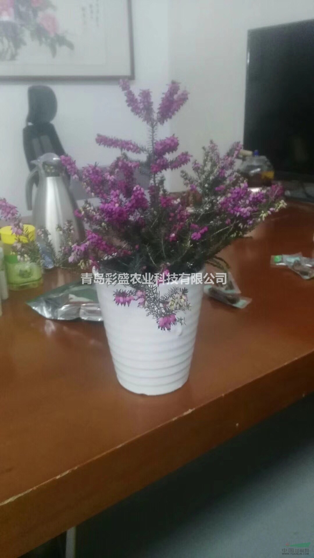 歐石楠，北歐石楠，粉花，白花，紫花