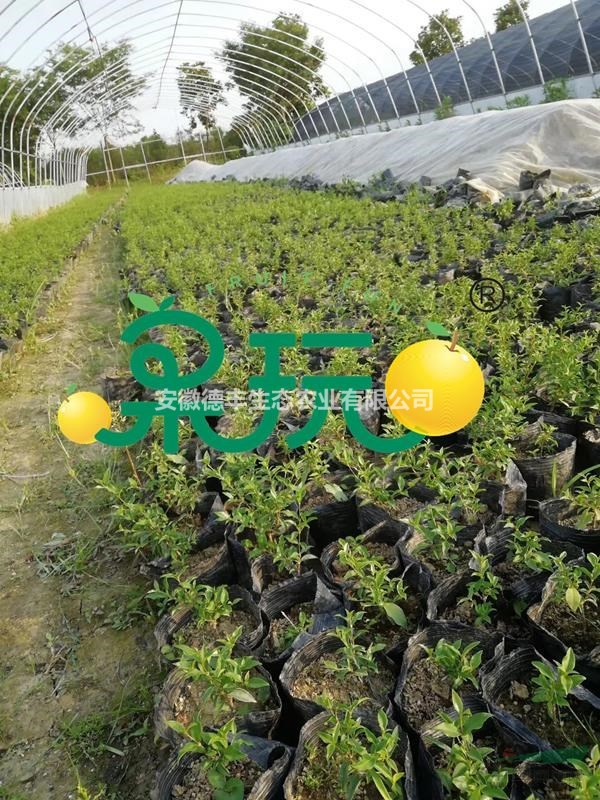 出售櫻桃苗 西印度櫻桃苗 供應(yīng)西印度櫻桃苗 批發(fā)印度櫻桃苗