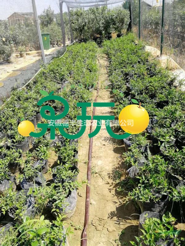 出售櫻桃苗 西印度櫻桃苗 供應(yīng)西印度櫻桃苗 批發(fā)印度櫻桃苗