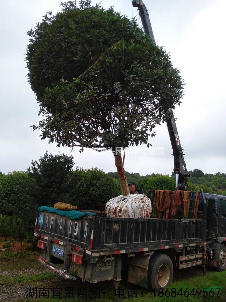 湖南瀏陽(yáng)柏加精品桂花供應(yīng)商