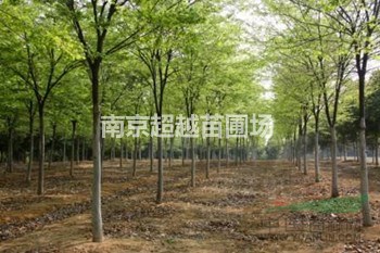 櫸樹又名紅櫸在南京地區(qū)直銷價(jià)格