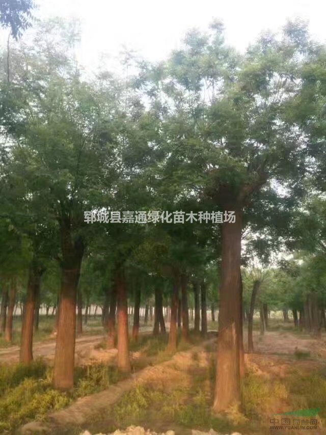 山東20公分國槐，批發(fā)國槐樹就到嘉通國槐基地來，20公分國槐
