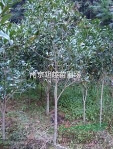 桂花-南京桂花價格-12公分桂花樹多少錢