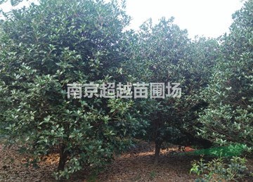 桂花苗圃~南京桂花基地80-4米冠幅桂花價(jià)格是多少