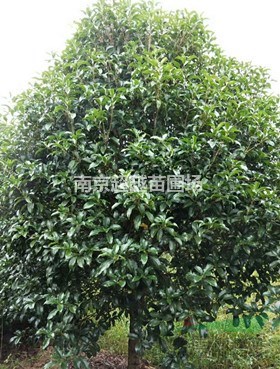桂花苗圃~南京桂花基地80-4米冠幅桂花價(jià)格是多少