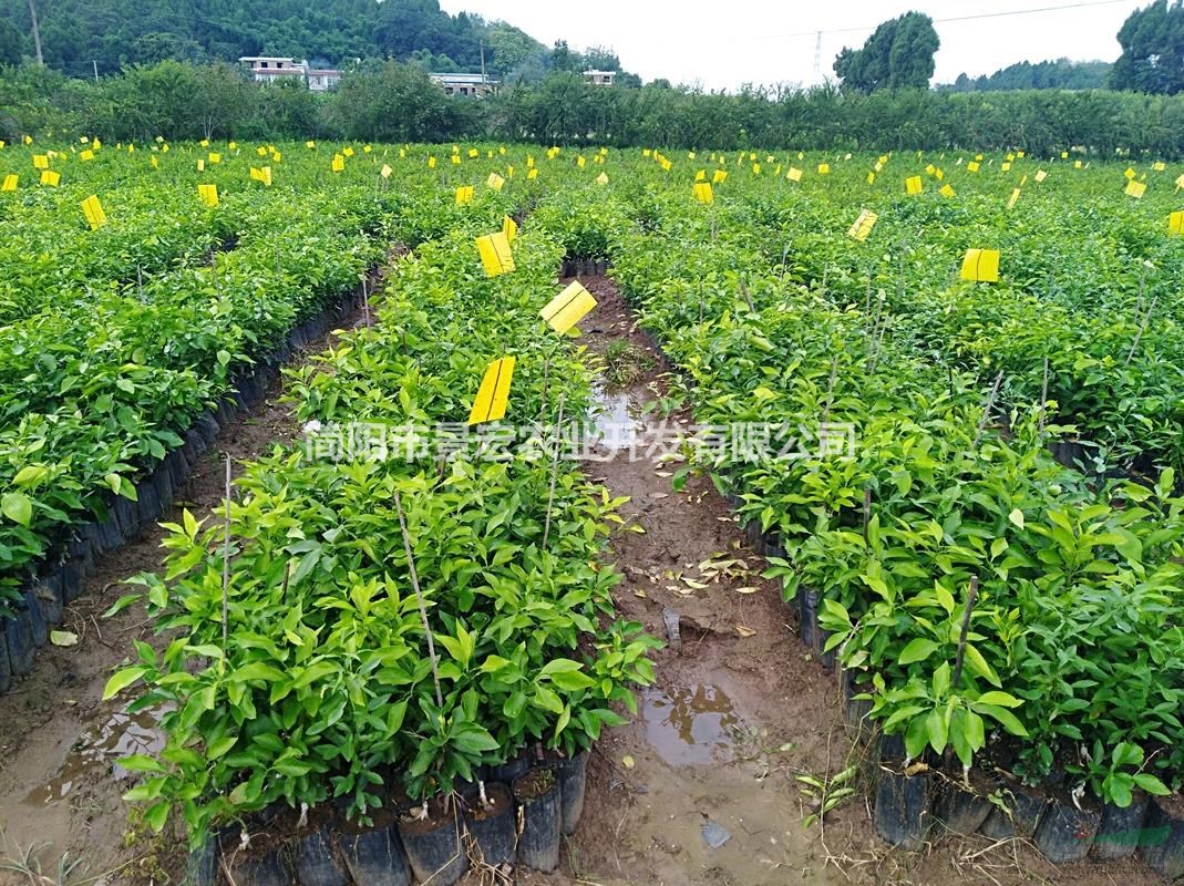 出售柑橘杯苗，愛媛杯苗，四川簡(jiǎn)陽貨源，苗高30-50公分