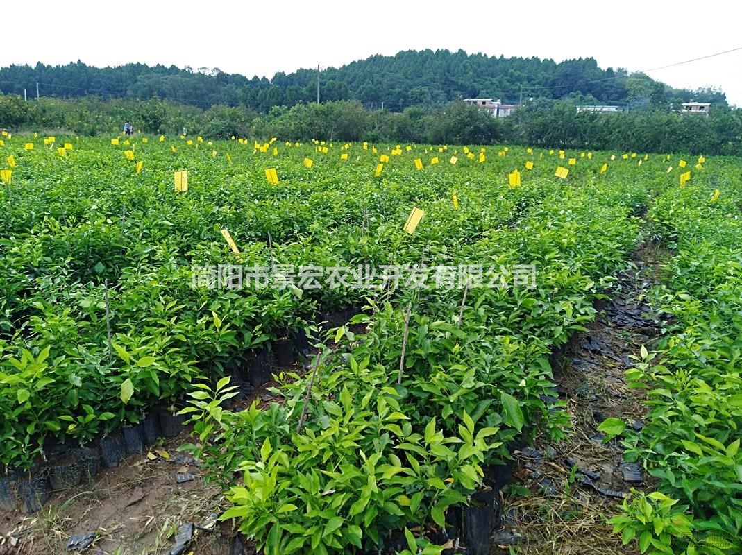 出售新品種愛媛柑橘苗，愛媛柑橘大苗帶土球