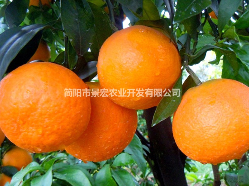 出售兩年大苗柑橘苗，愛媛品種柑橘，四川貨源
