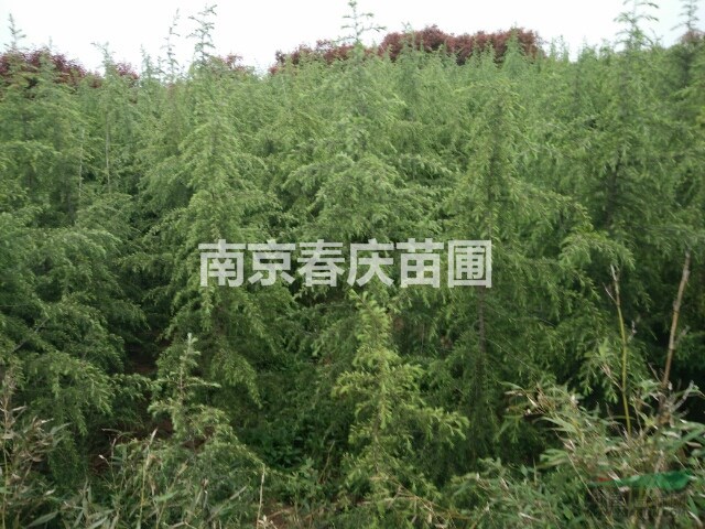 1米雪松價格2米雪松多少錢一棵3米雪松樹苗價格