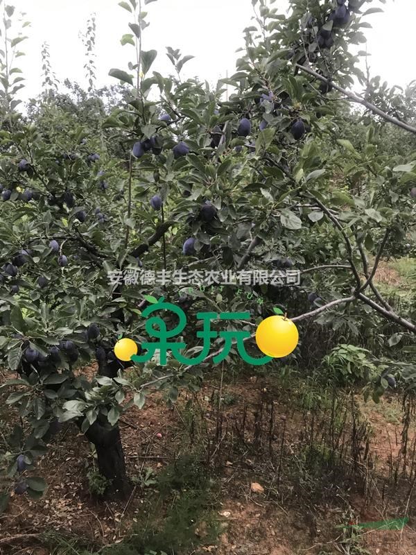 加州西梅多少錢 那賣加州西梅苗 嫁接西梅苗 加州西梅苗報價