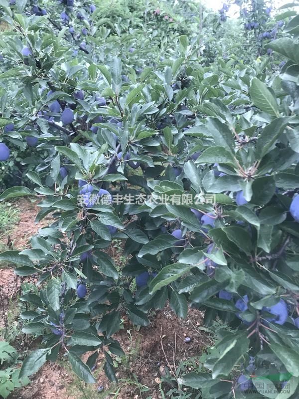 加州西梅多少錢 那賣加州西梅苗 嫁接西梅苗 加州西梅苗報價