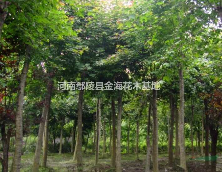 河南许昌鄢陵供应 红瑞木、三角枫、枫杨、