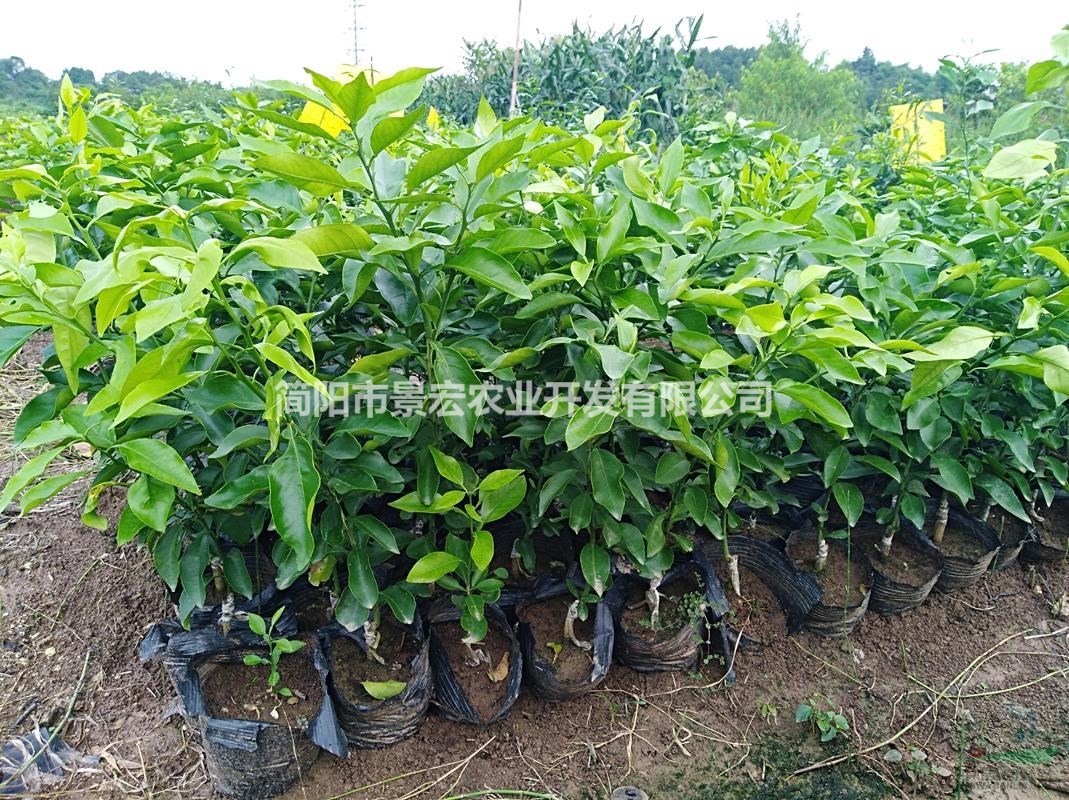 愛媛柑橘苗出售，四川簡陽貨源，杯苗高度20-50公分