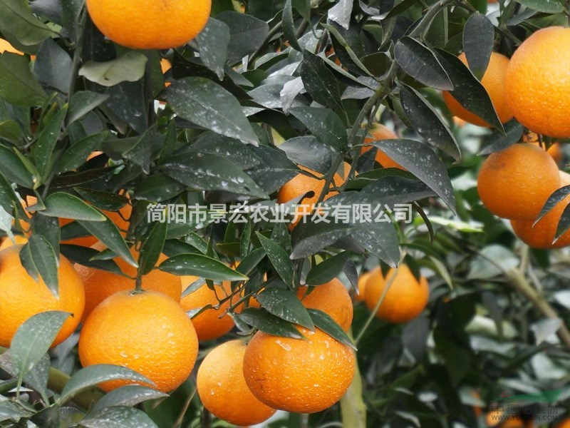 出售四川柑橘新品種，好吃的愛媛38號柑橘苗，苗高20-50公