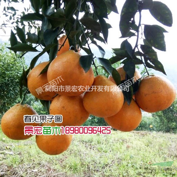 出售晚熟春見苗，晚熟嫁接春見苗，春見苗批發(fā)