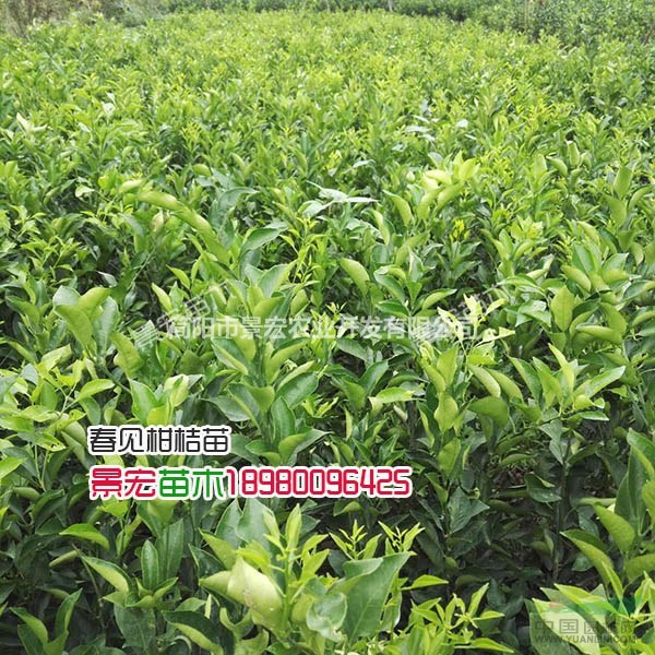 出售晚熟春見苗，晚熟嫁接春見苗，春見苗批發(fā)