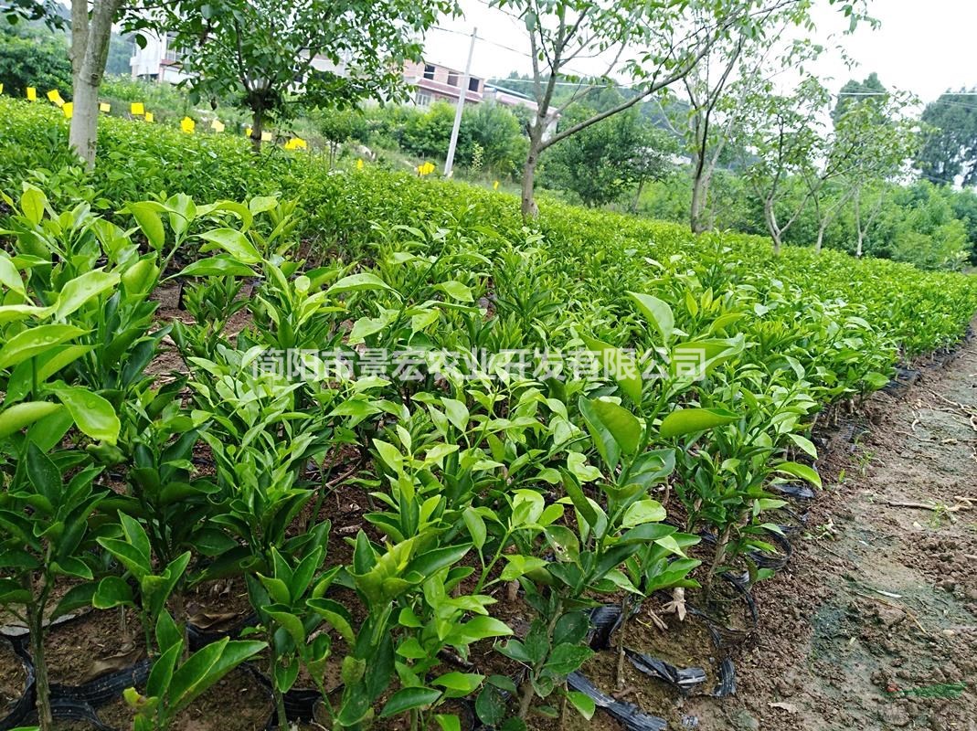 供應(yīng)晚熟雜柑嫁接苗，雜柑柑橘苗批發(fā)，四川簡陽貨源