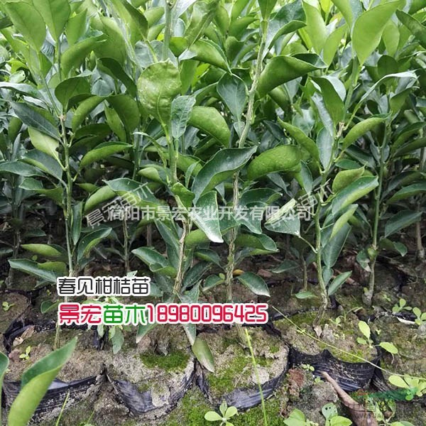 供應(yīng)晚熟雜柑嫁接苗，雜柑柑橘苗批發(fā)，四川簡陽貨源