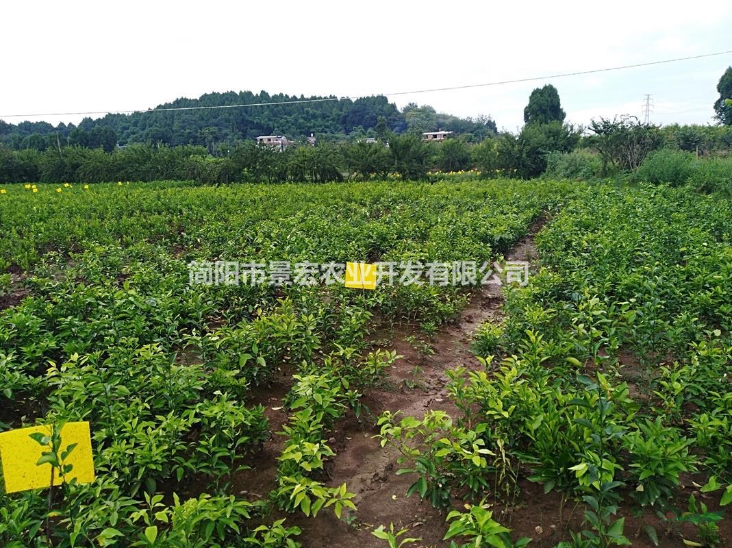 出售晚熟嫁接苗，晚熟雜柑苗批發(fā)，春見(jiàn)地苗徑1-2公分