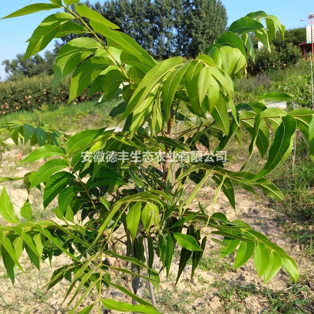 核桃苗批發(fā) 核桃采購 山核桃苗安徽賣 美國山核桃苗報(bào)價(jià) 核桃