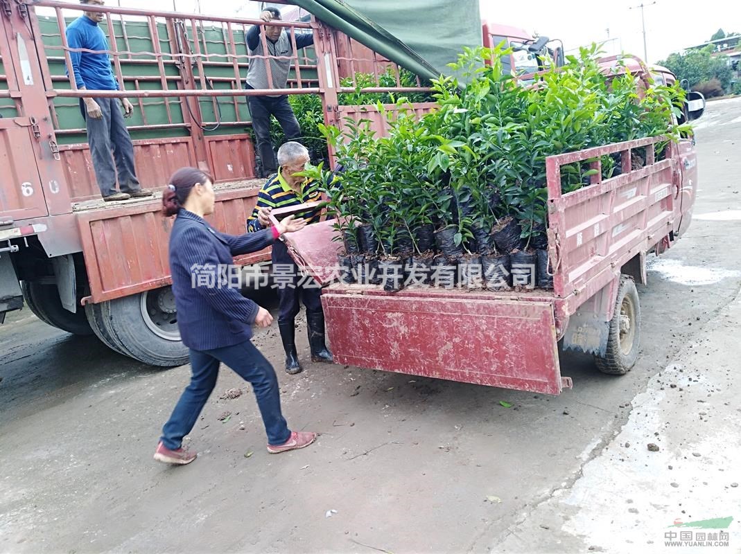 供應沃柑柑橘苗，沃柑苗木品種，沃柑柑橘杯苗