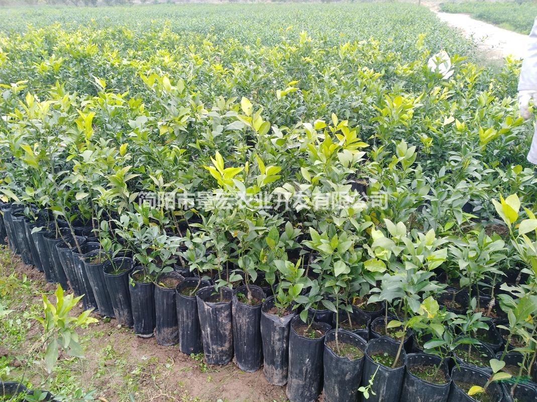 供應沃柑柑橘苗，沃柑苗木品種，沃柑柑橘杯苗