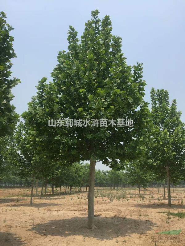 法桐基地出售14公分法桐樹(shù)14公分法桐樹(shù)價(jià)格報(bào)價(jià)