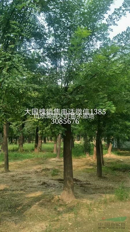 批量出售20公分國槐樹20公分國槐樹價格