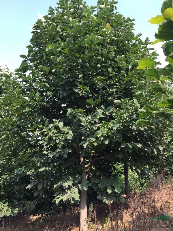 8–15公分的紅玉蘭