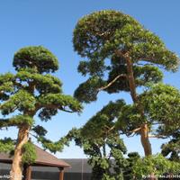 東北黑松銷售，批發(fā)零售