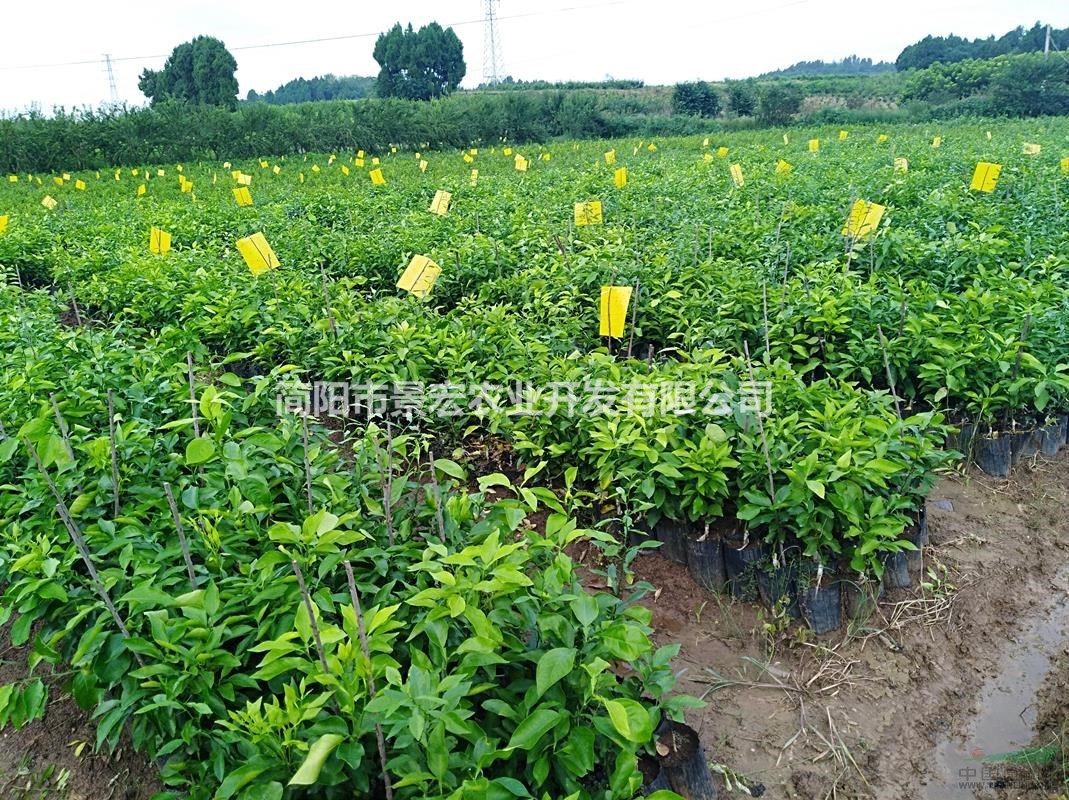 供應(yīng)柑橘苗-成都愛媛38號柑橘苗-柑橘苗