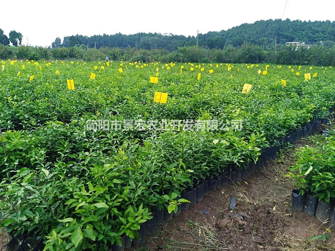 供應(yīng)柑橘苗-成都愛媛38號柑橘苗-柑橘苗