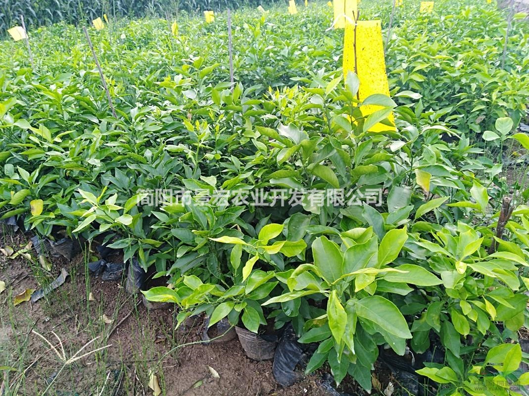 出售柑橘杯苗20-50公分-壯苗愛媛38號