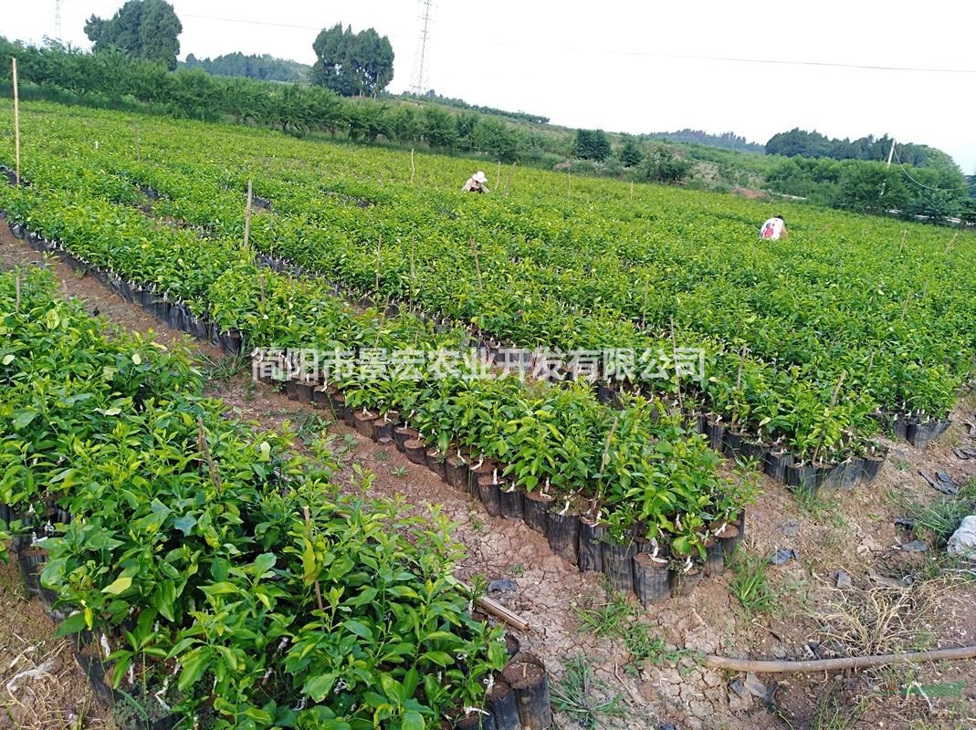 嫁接柑橘苗-優(yōu)質(zhì)愛媛38號柑橘杯苗