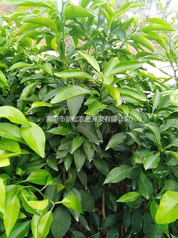嫁接柑橘苗-優(yōu)質(zhì)愛媛38號柑橘杯苗