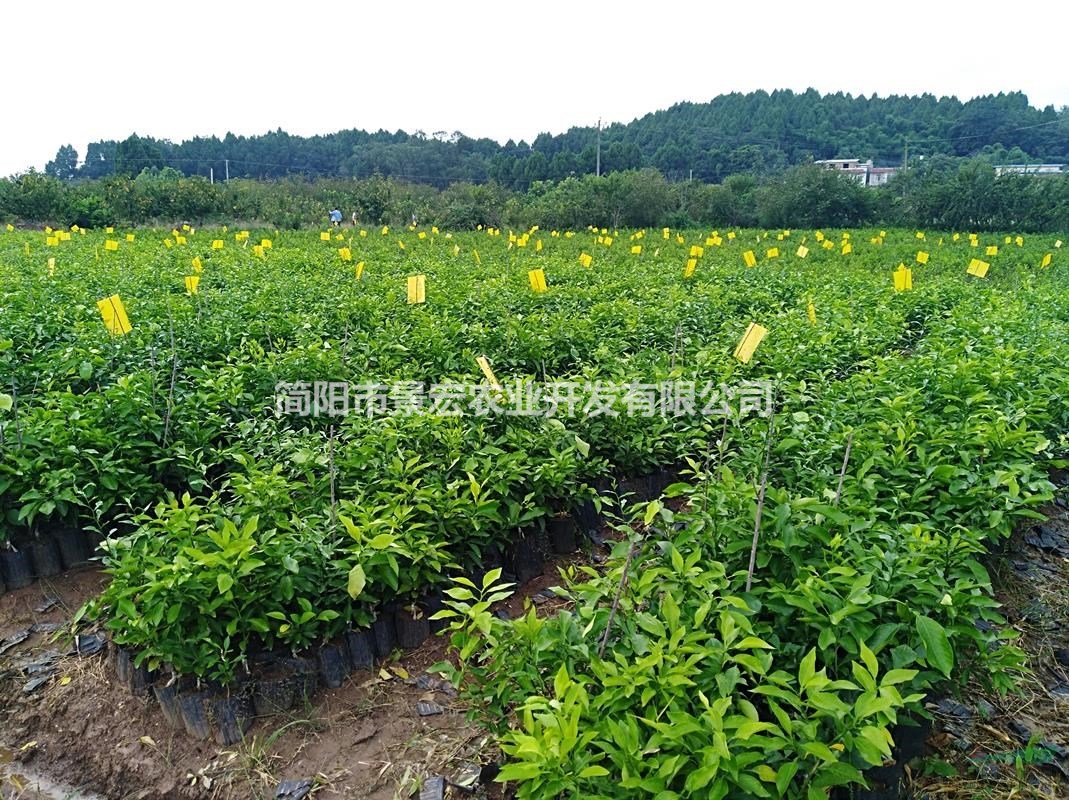 出售四川丹棱柑橘苗-愛媛38號(hào)柑橘苗-紅美人嫁接苗