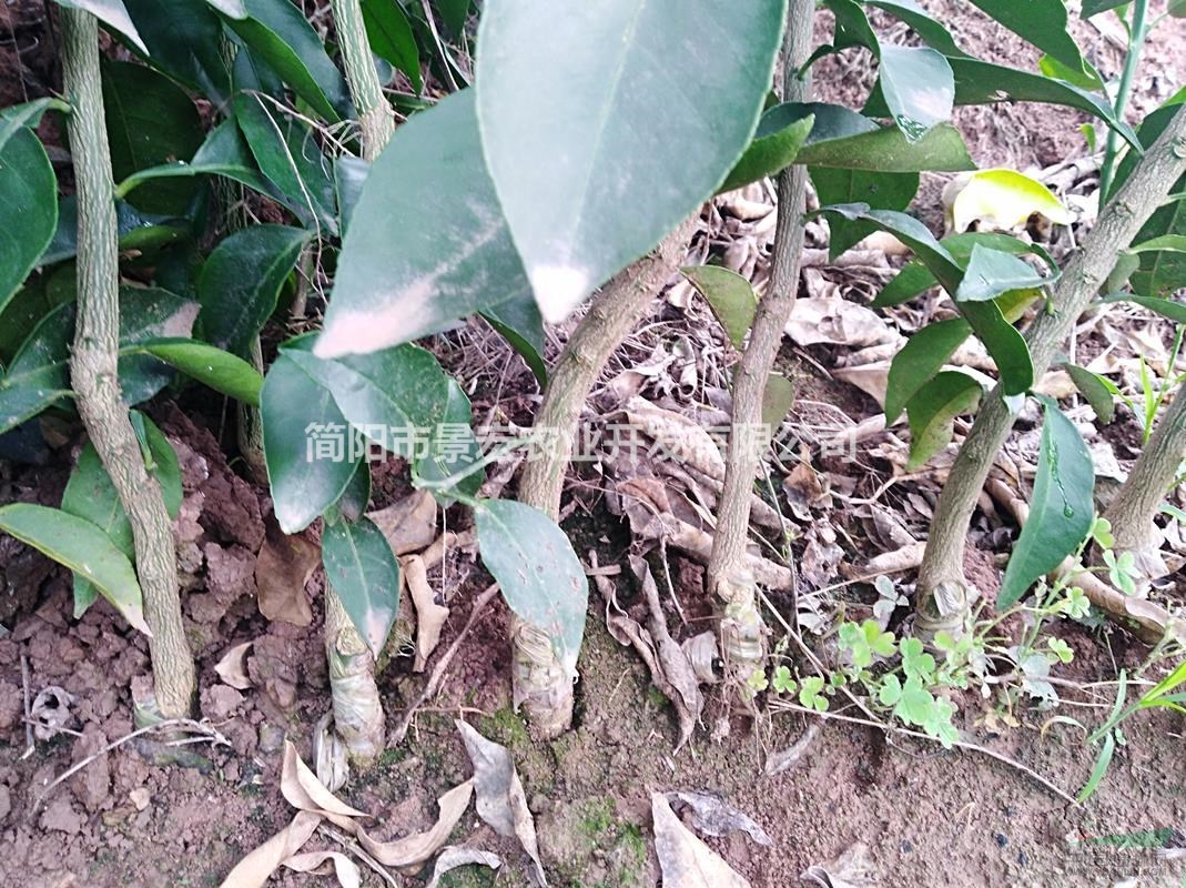 出售四川丹棱柑橘苗-愛媛38號(hào)柑橘苗-紅美人嫁接苗