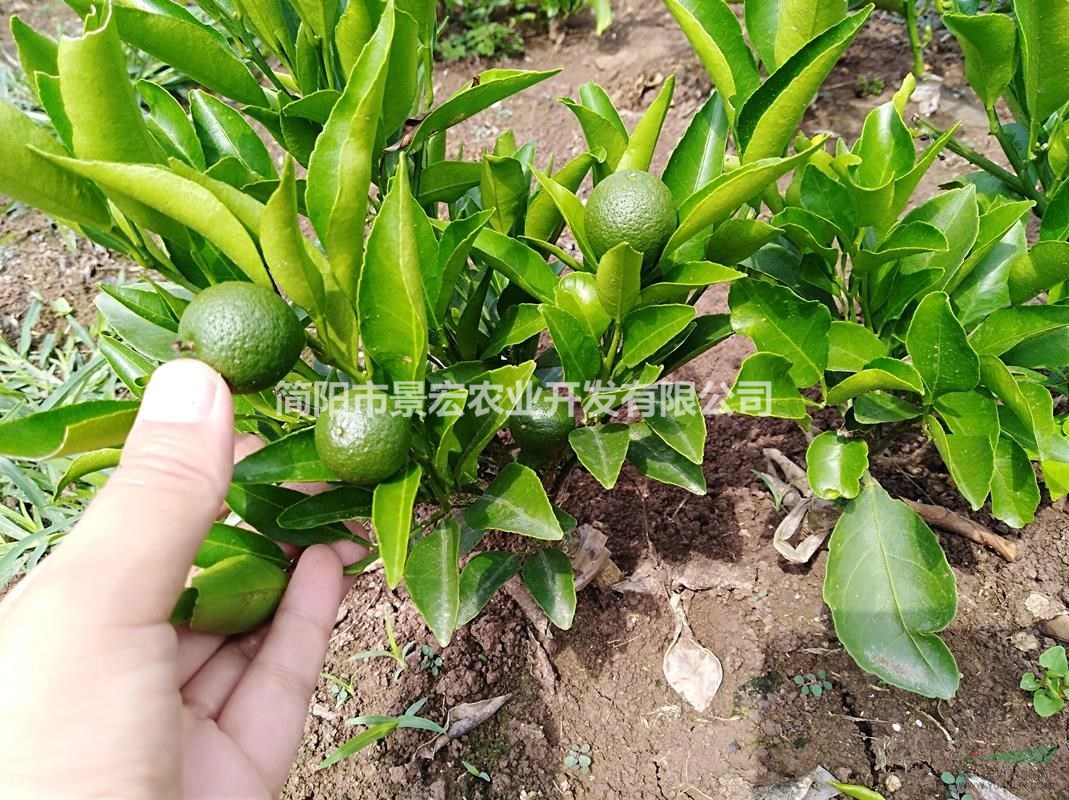 出售四川蒲江柑橘苗-耙耙柑柑橘苗-春見(jiàn)柑橘苗